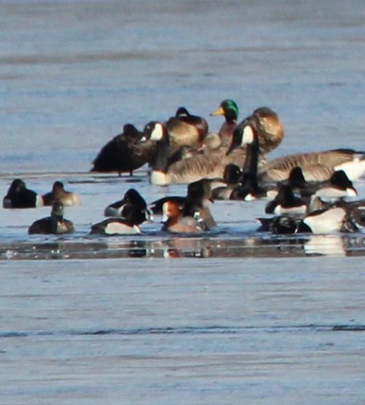 Eurasian Wigeon - ML615075268