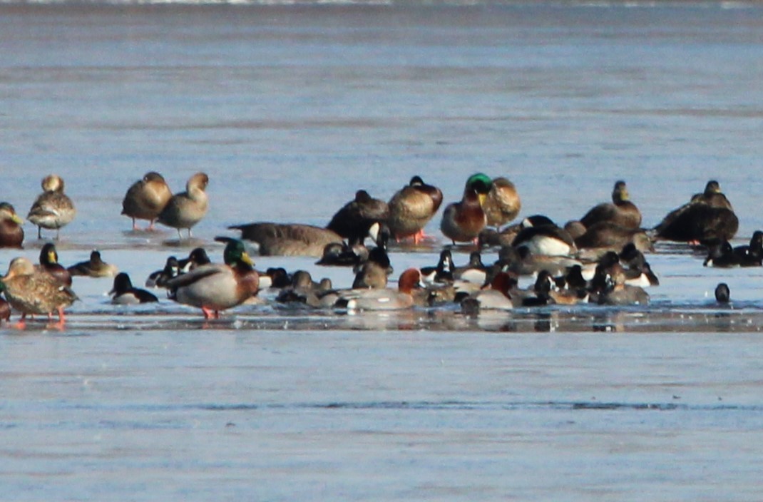 Eurasian Wigeon - ML615075275