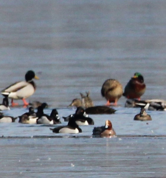 Eurasian Wigeon - ML615075304