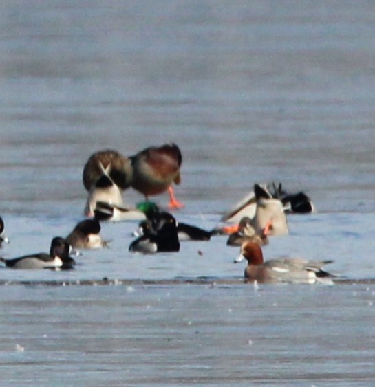 Eurasian Wigeon - ML615075313