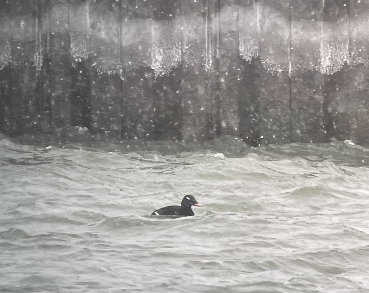 White-winged Scoter - Tomas Kay