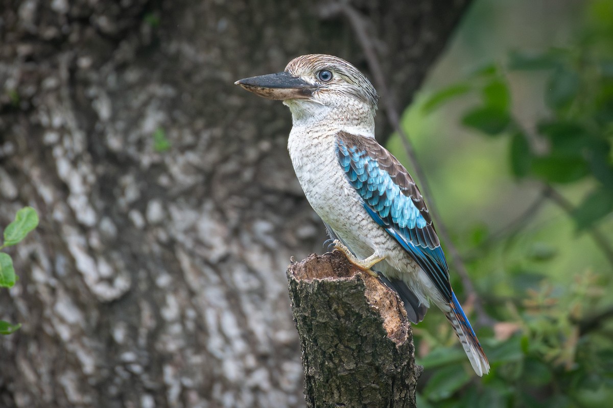 Blue-winged Kookaburra - ML615075389