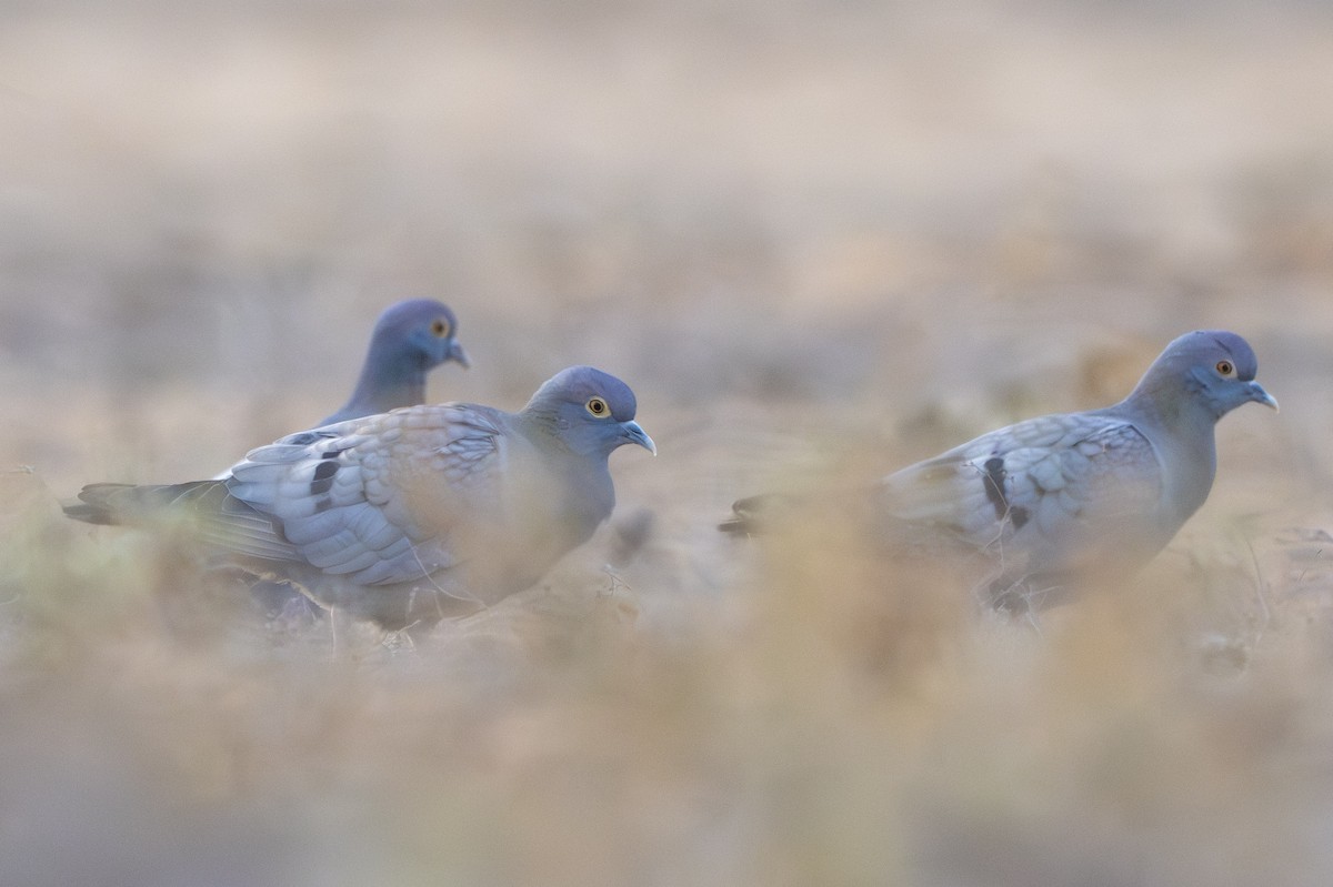 Yellow-eyed Pigeon - ML615075416