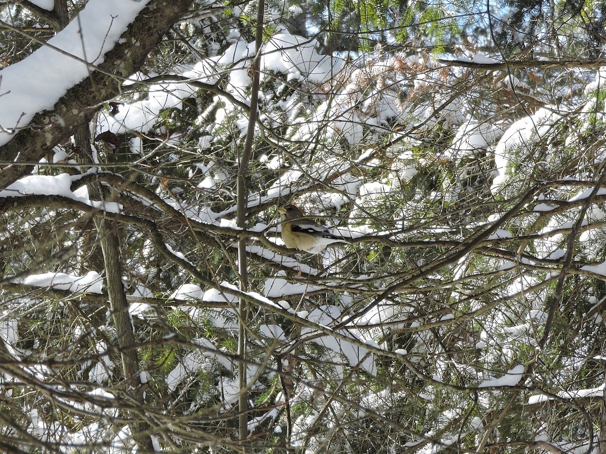 Evening Grosbeak - ML615075420