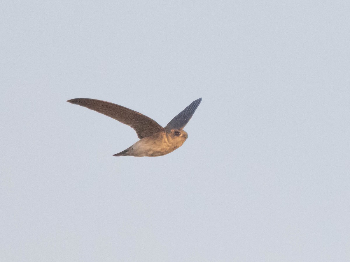 Germain's Swiftlet - ML615075467