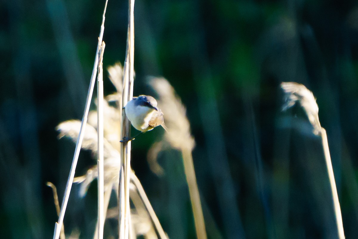 Lesser Whitethroat - Darrin Menzo