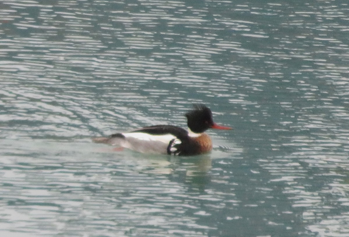 Red-breasted Merganser - ML615075650