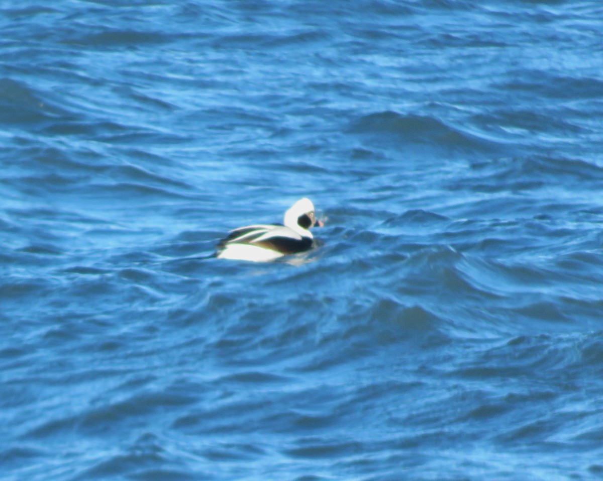 Long-tailed Duck - ML615075711