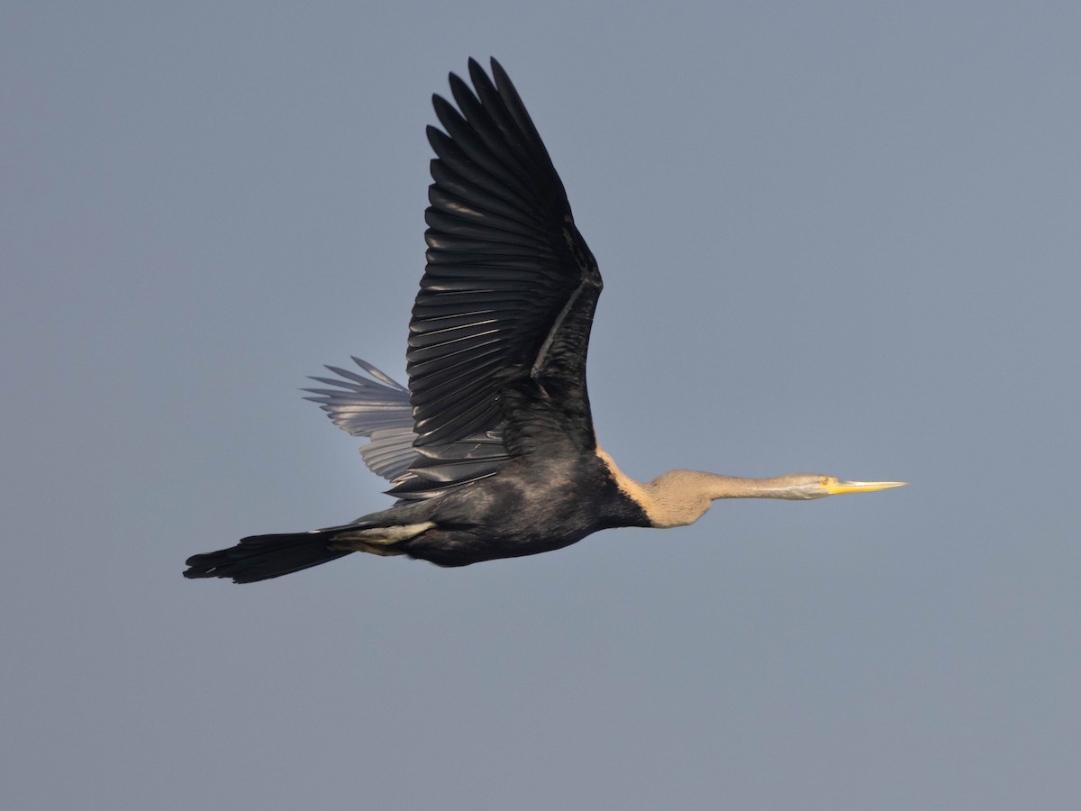 Oriental Darter - ML615075726