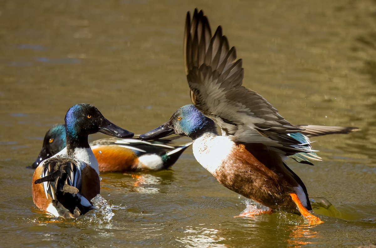 Northern Shoveler - ML615075770