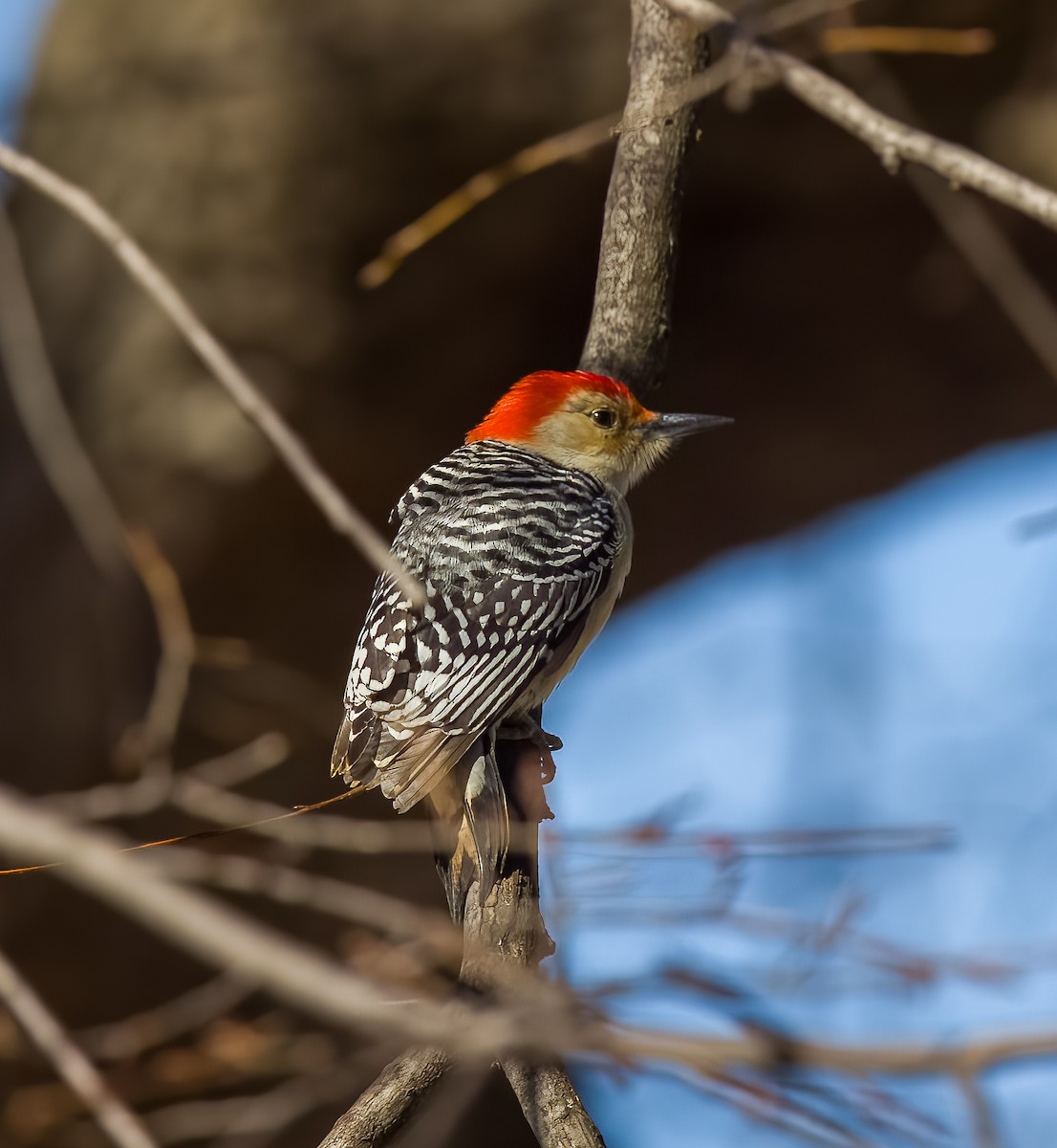Red-bellied Woodpecker - ML615075783