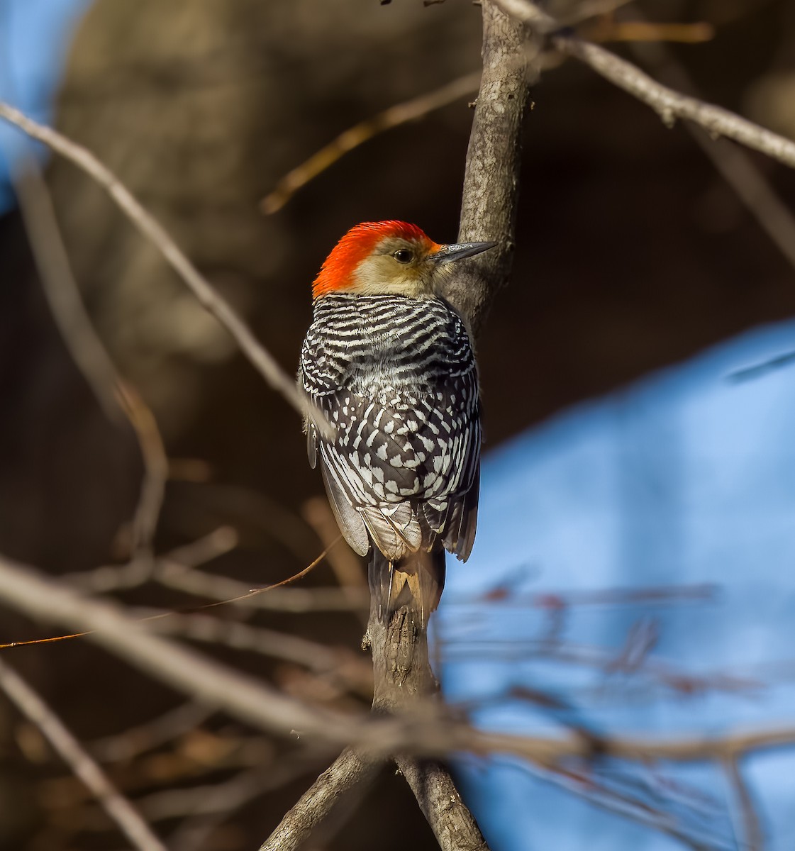 Red-bellied Woodpecker - ML615075785