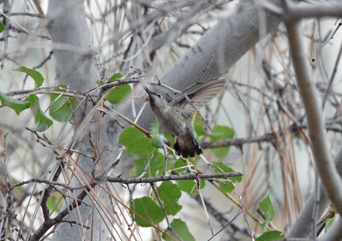 Anna's Hummingbird - ML615075796