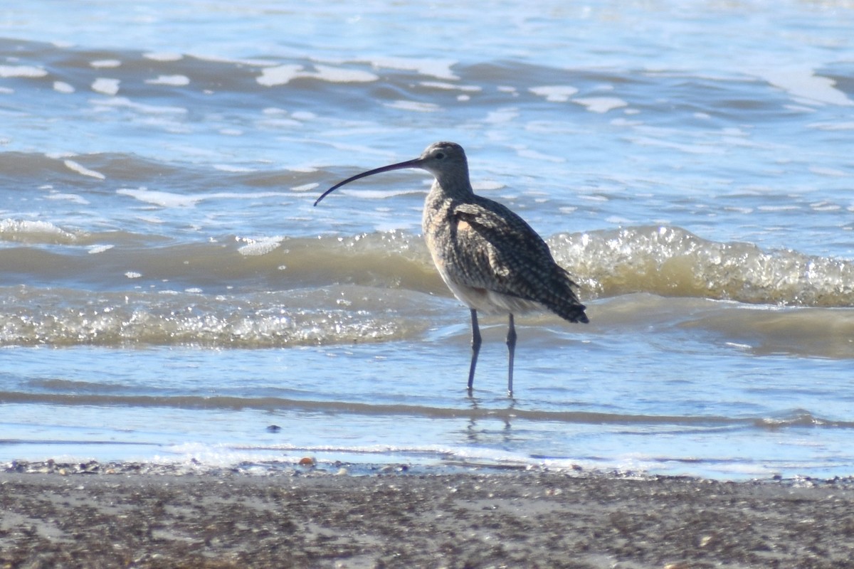 Long-billed Curlew - Claire H