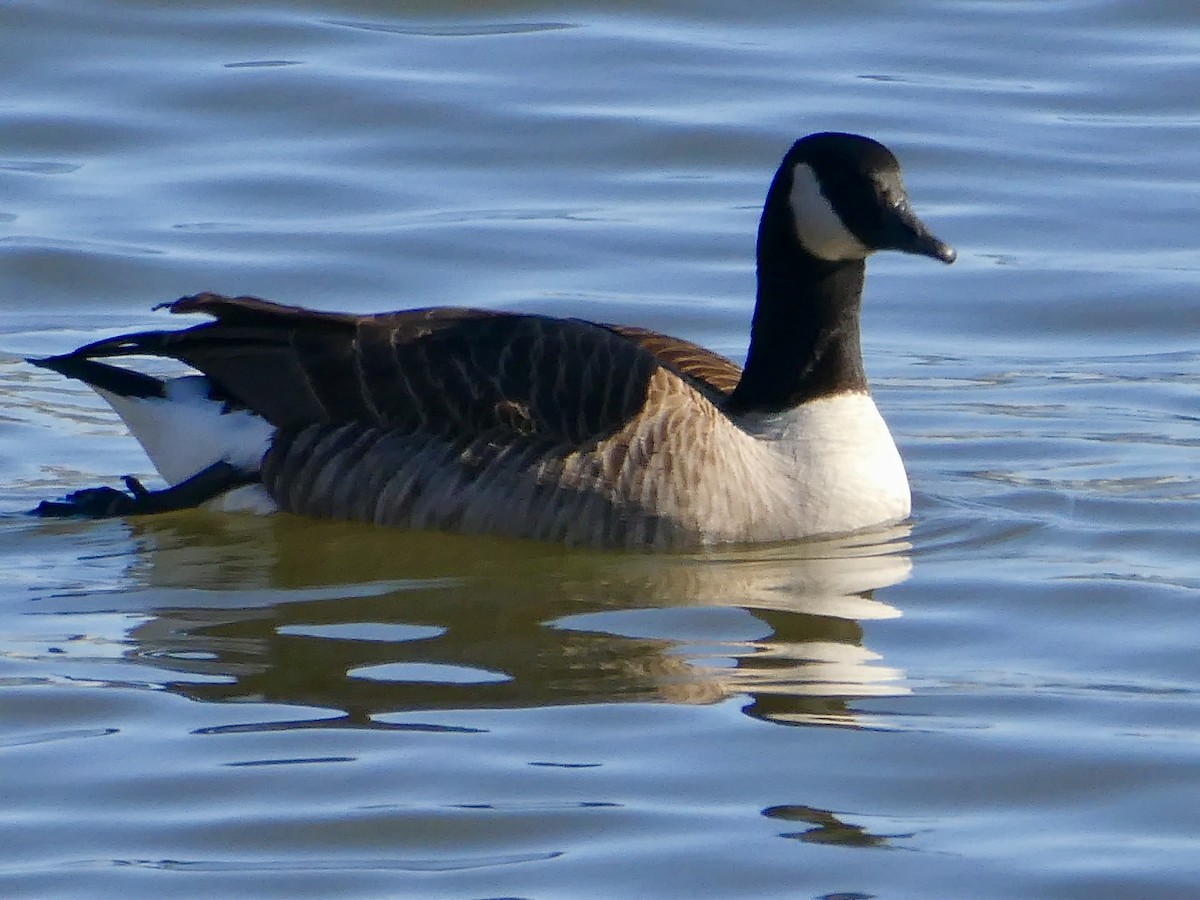 Canada Goose - ML615075814