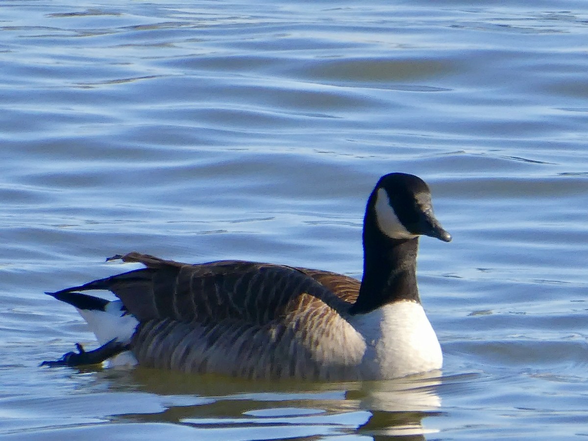 Canada Goose - ML615075815