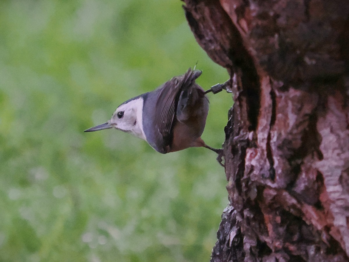 White-breasted Nuthatch - Jack Wickel