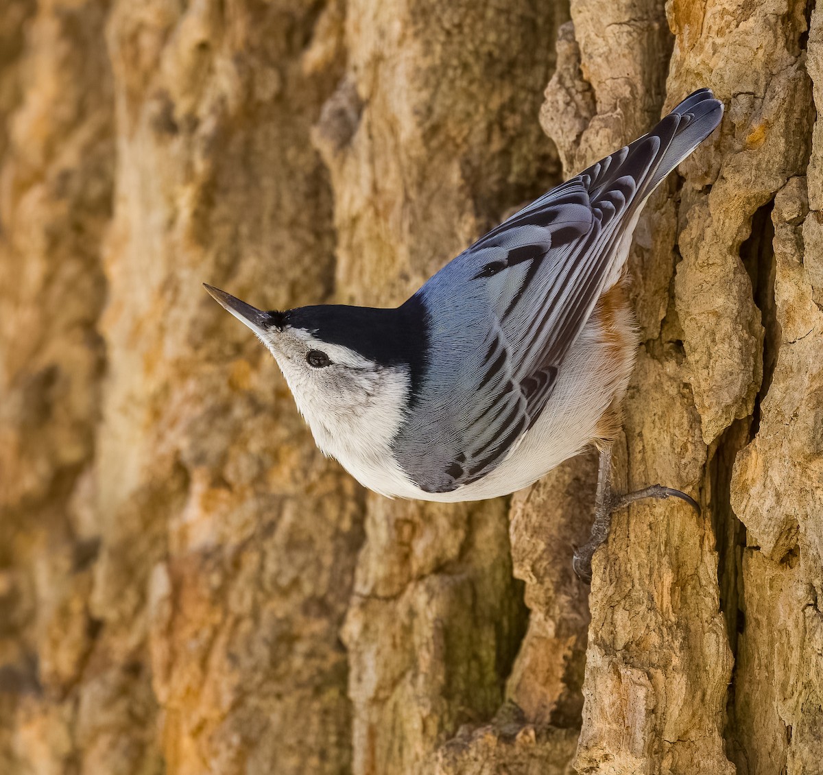 White-breasted Nuthatch - Carlos Roberto Chavarria