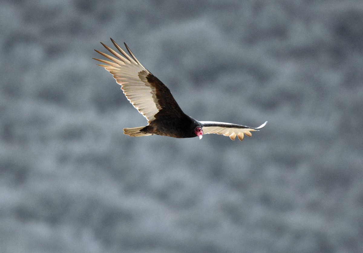 Turkey Vulture - ML615075872