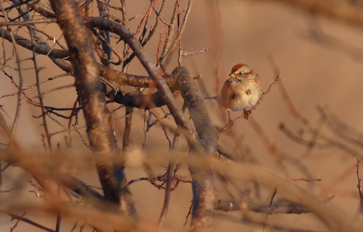 American Tree Sparrow - ML615076007