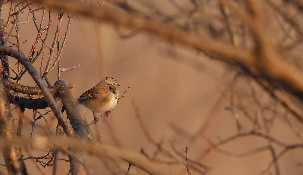 American Tree Sparrow - ML615076009