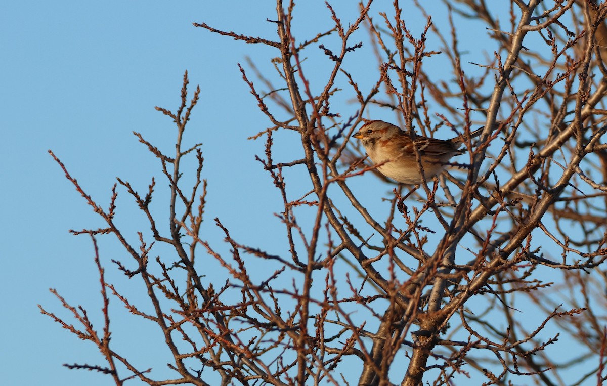 American Tree Sparrow - ML615076010