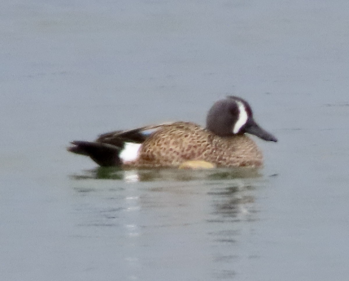 Blue-winged Teal - ML615076084