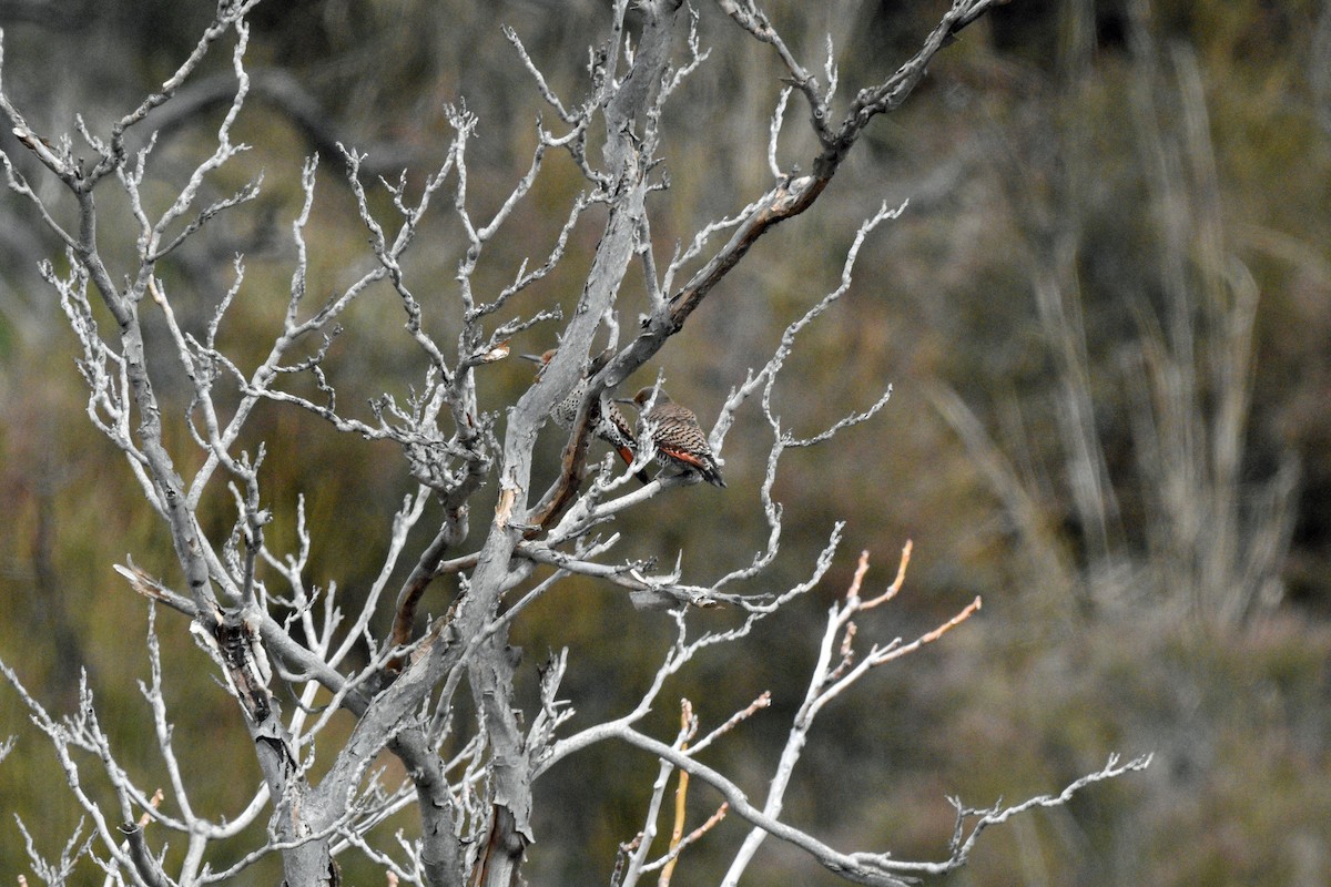 Northern Flicker (Red-shafted) - ML615076101