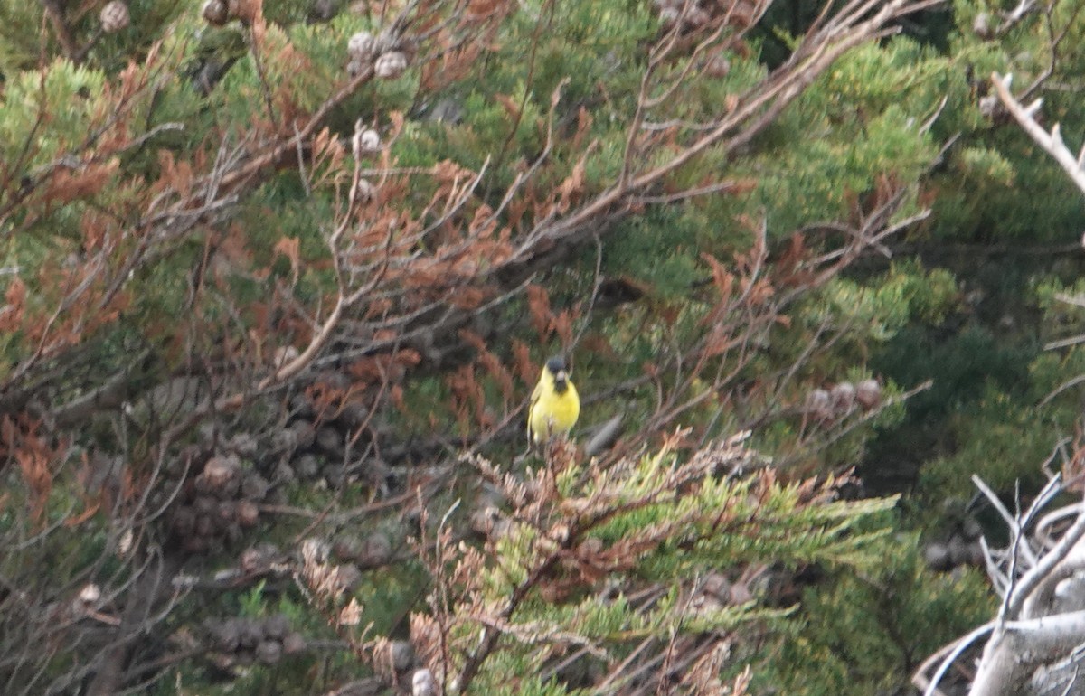 Black-chinned Siskin - ML615076115