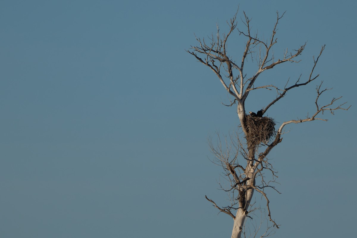 Bald Eagle - ML615076118