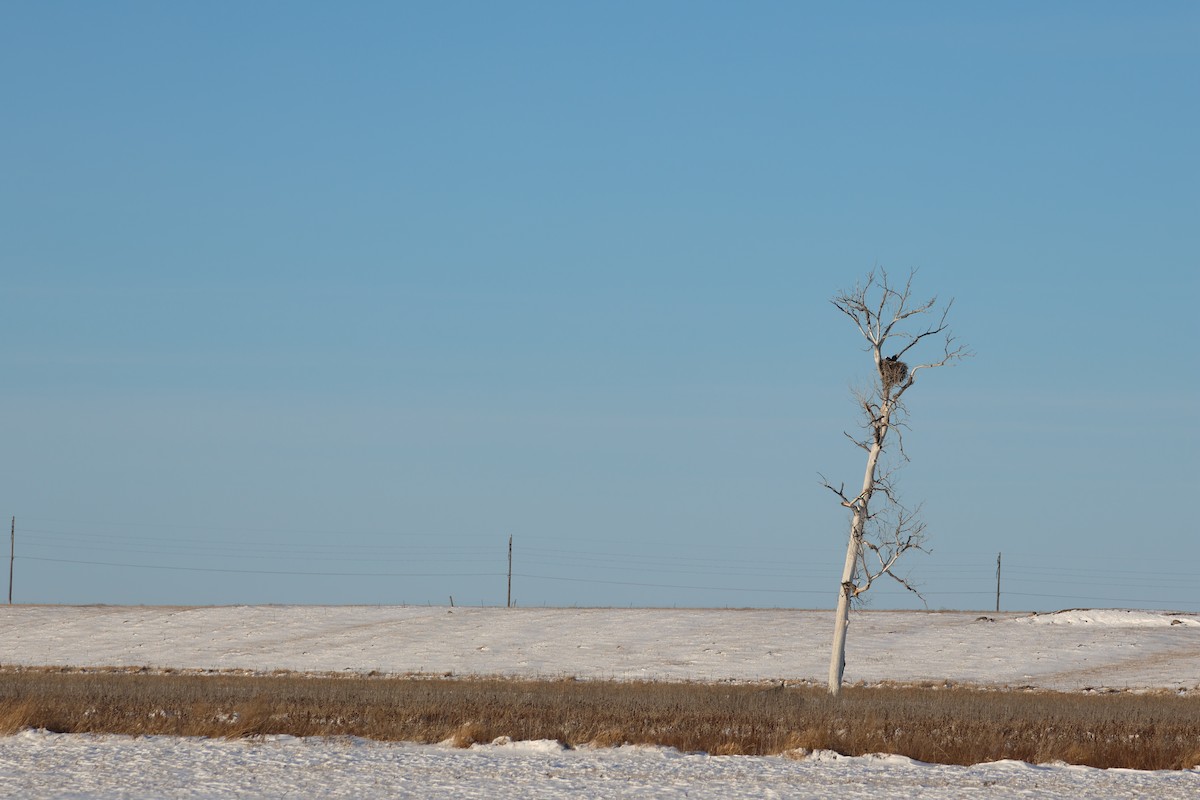 Bald Eagle - ML615076119