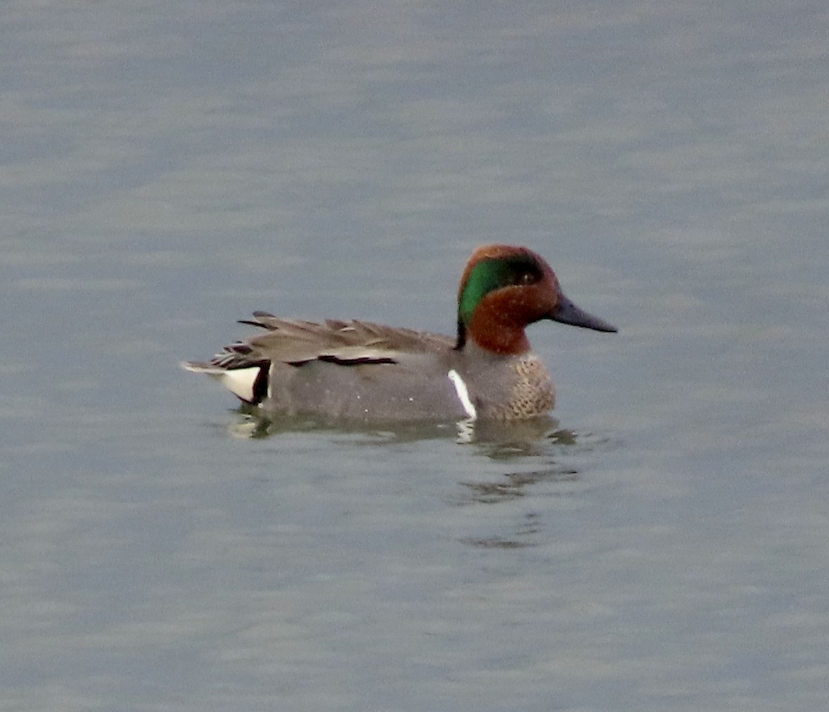 Green-winged Teal - ML615076161