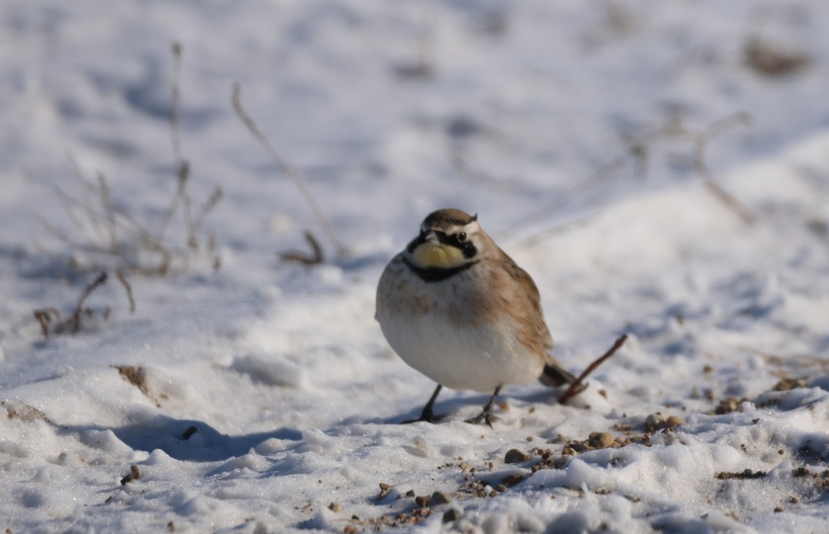 Horned Lark - ML615076167