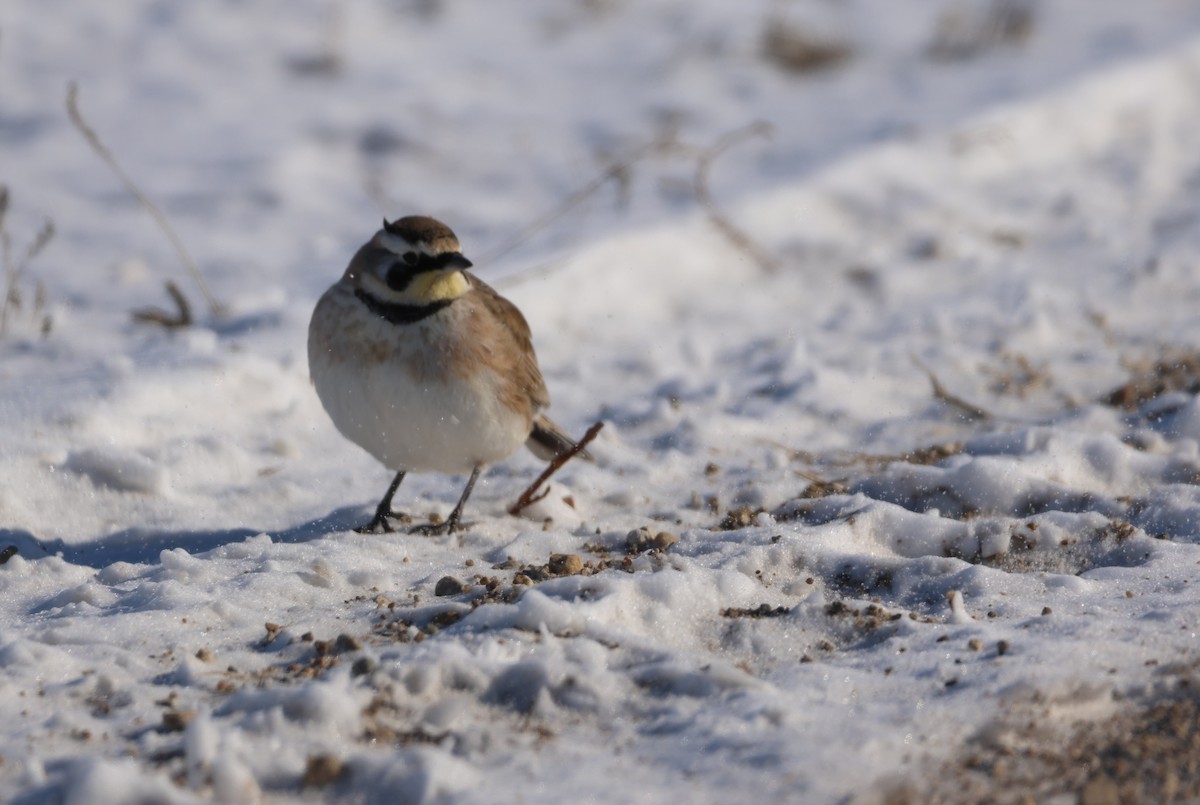 Horned Lark - ML615076168