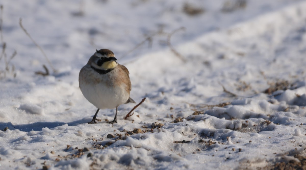 Horned Lark - ML615076169