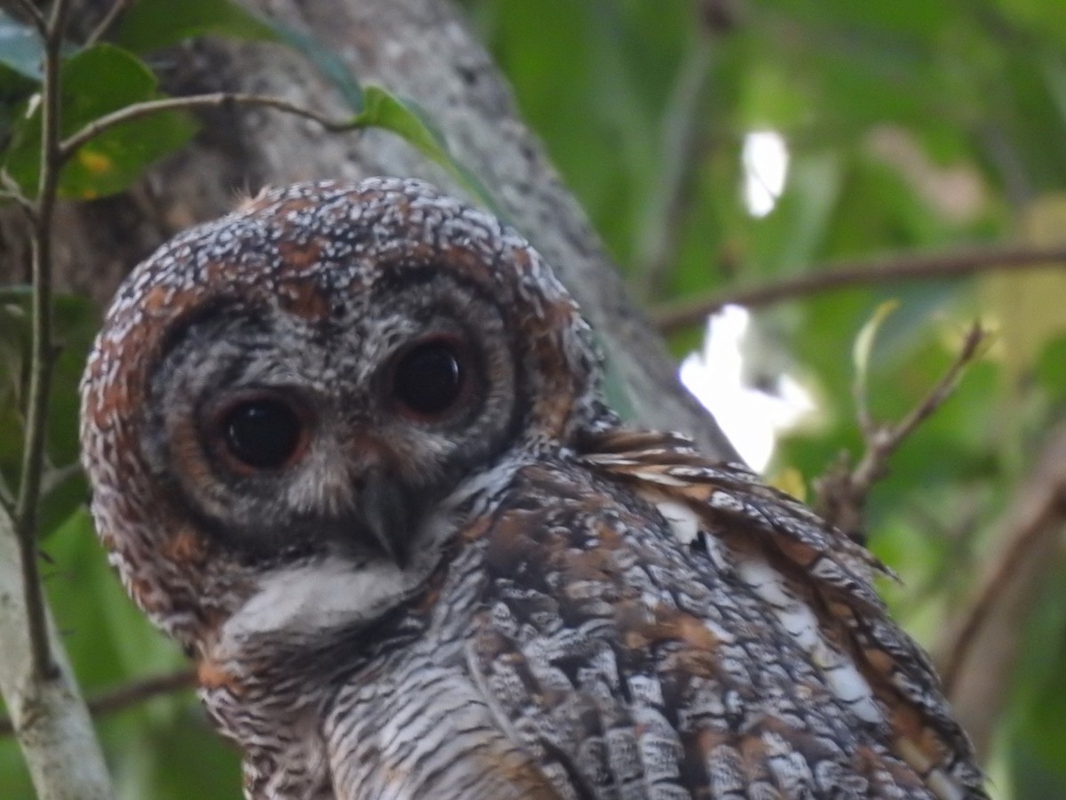 Mottled Wood-Owl - ML615076172