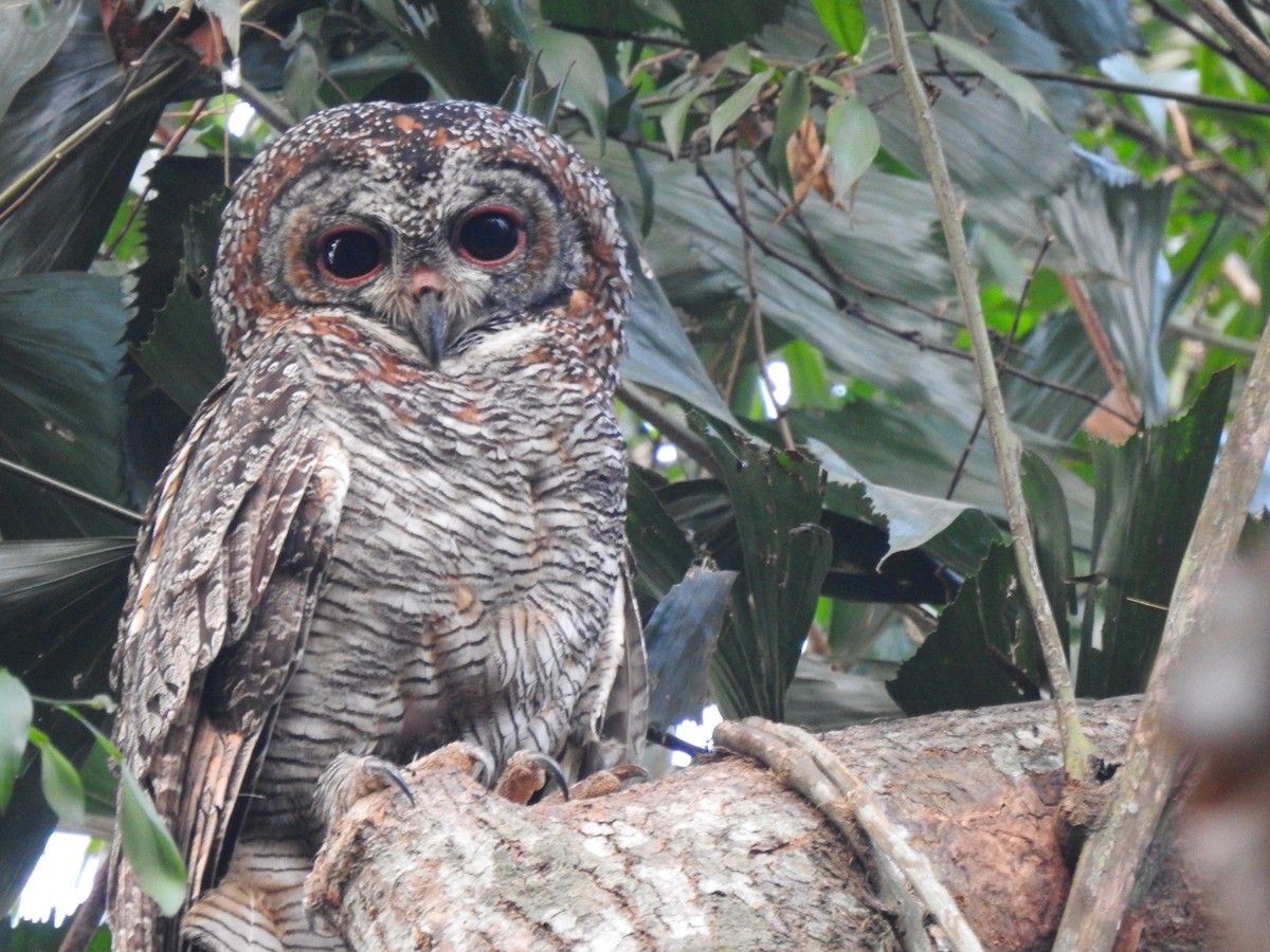 Mottled Wood-Owl - ML615076178