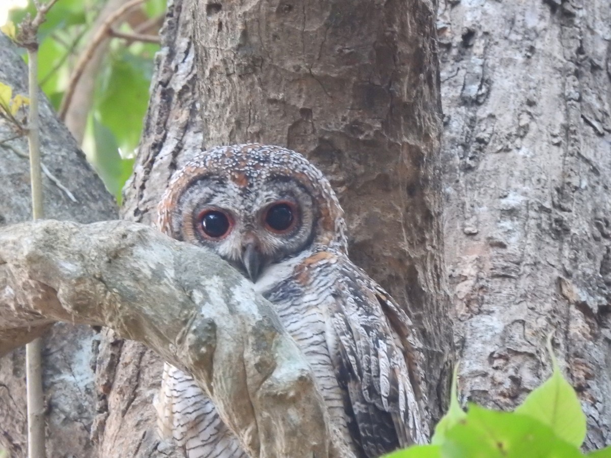 Mottled Wood-Owl - ML615076180