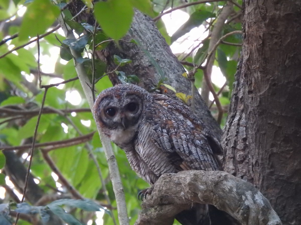 Mottled Wood-Owl - ML615076182