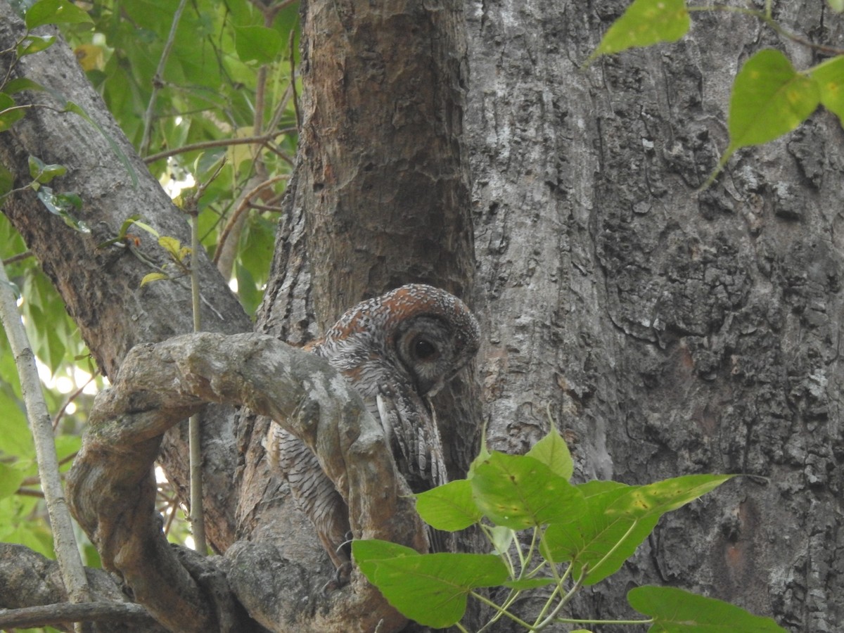 Mottled Wood-Owl - ML615076183