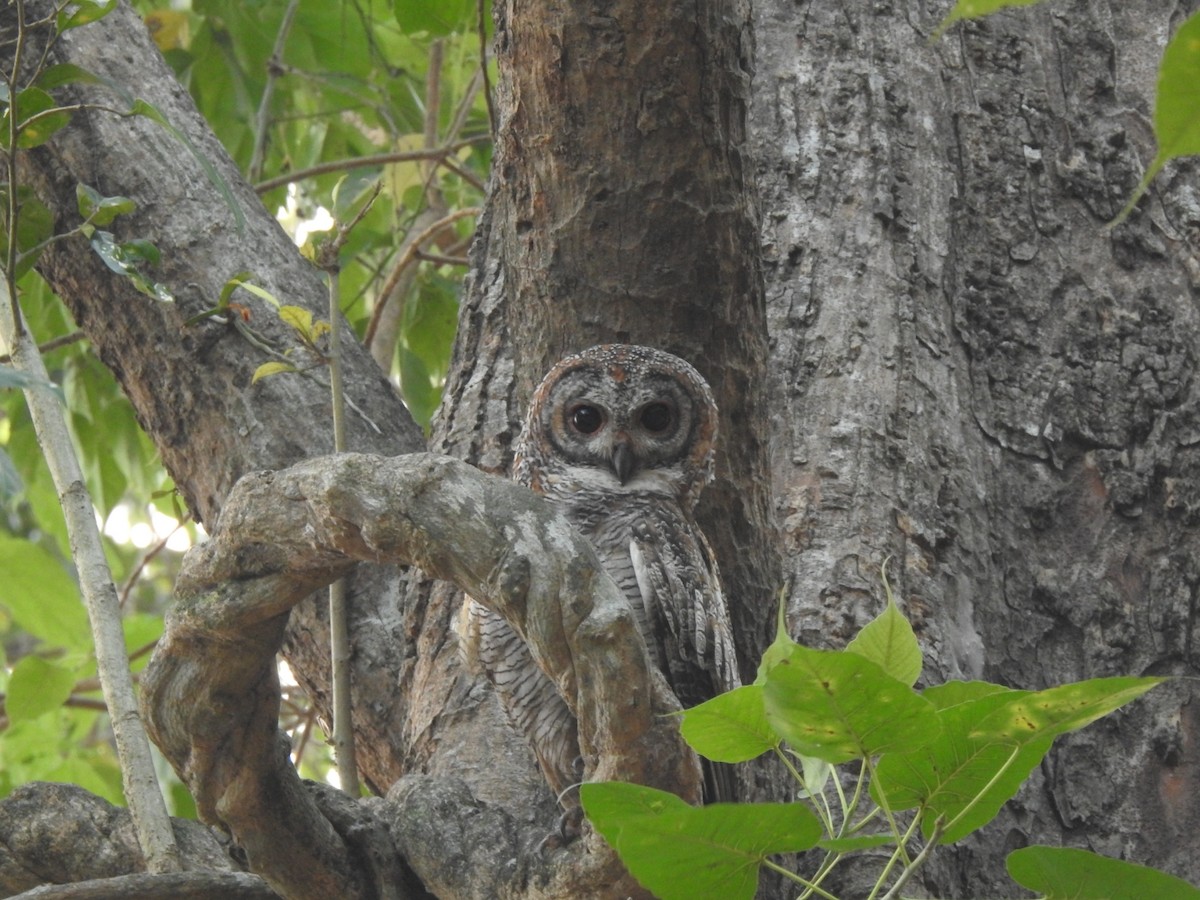 Mottled Wood-Owl - ML615076186