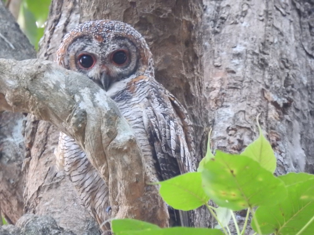 Mottled Wood-Owl - ML615076188