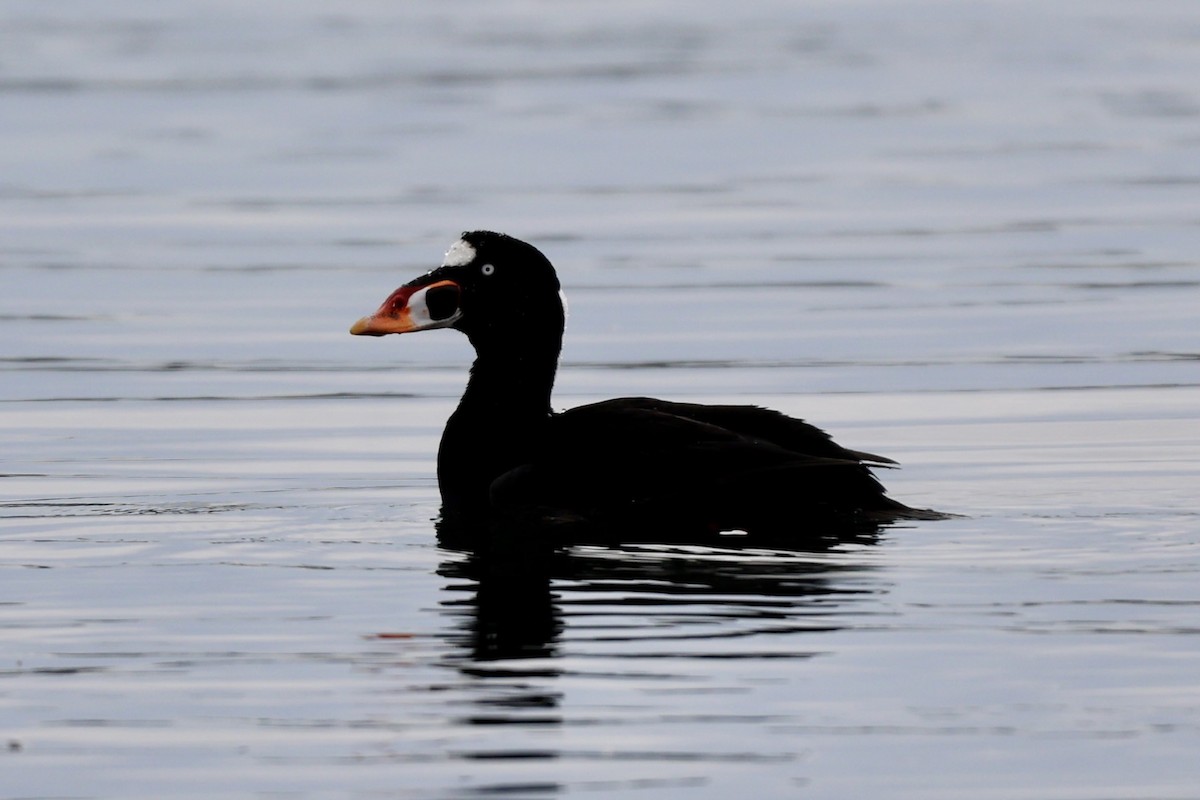 Surf Scoter - ML615076209