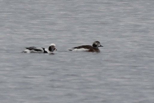 Long-tailed Duck - ML615076223