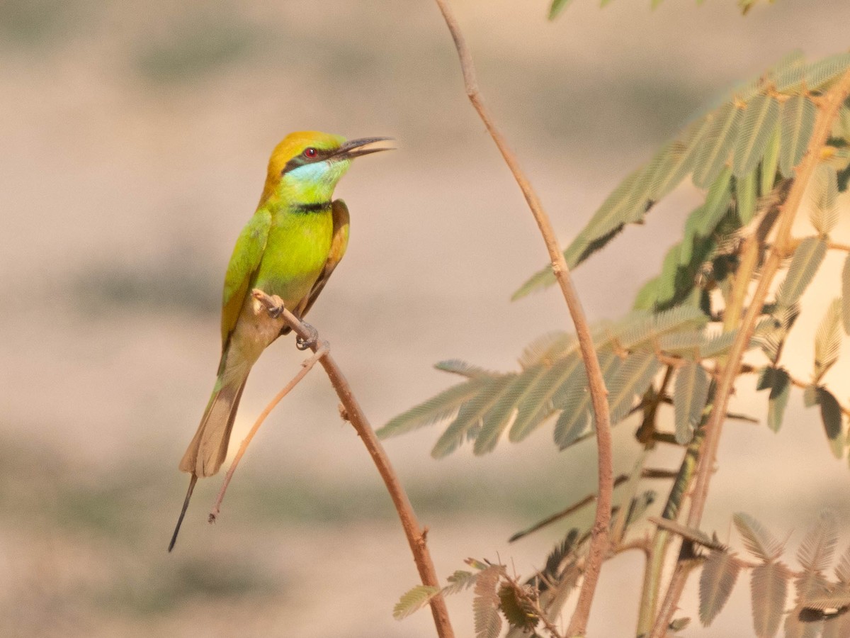 Asian Green Bee-eater - ML615076234