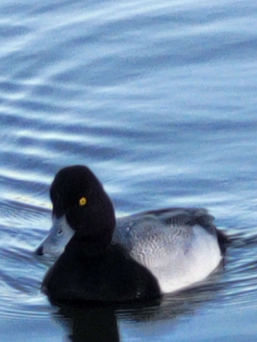 Lesser Scaup - Anonymous