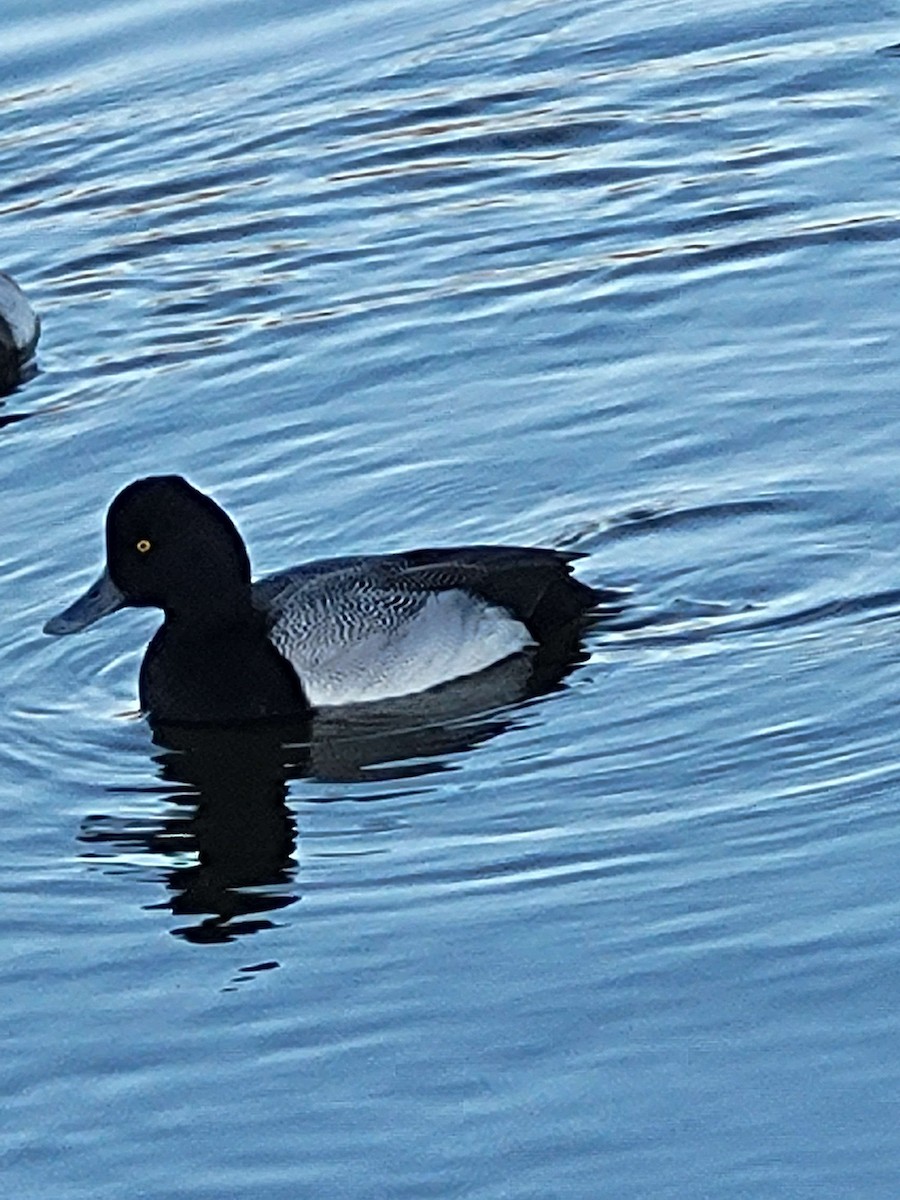 Lesser Scaup - Anonymous