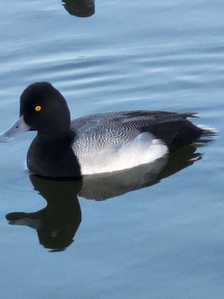 Lesser Scaup - Anonymous