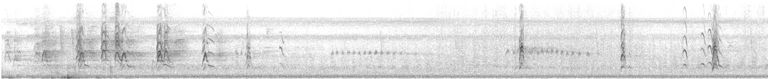Dendrocygne à ventre noir (fulgens) - ML615076291