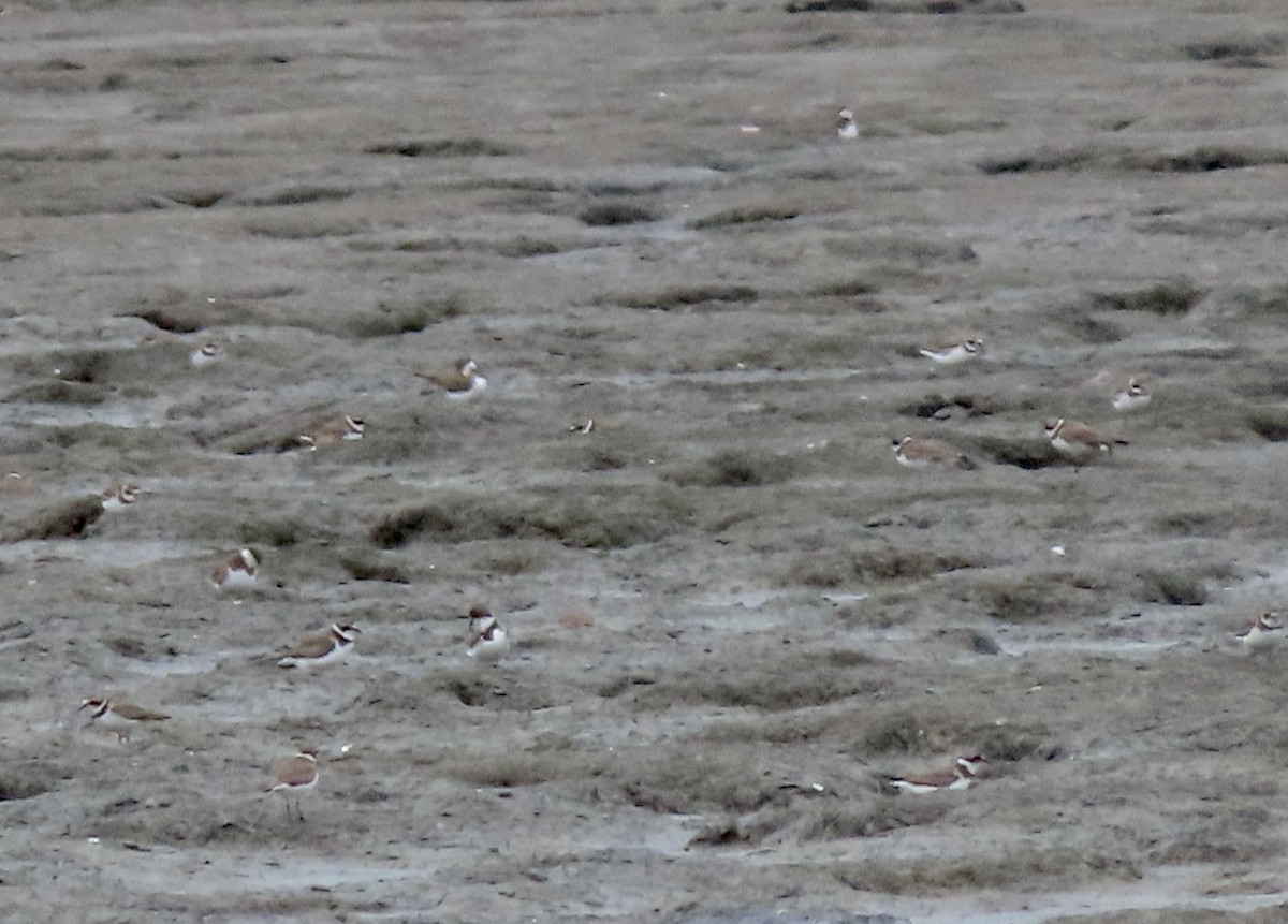 Semipalmated Plover - ML615076324